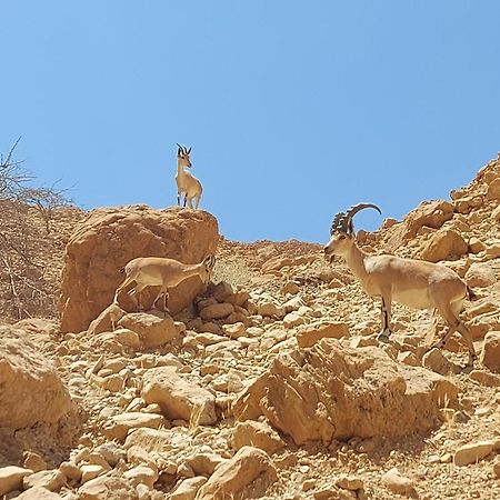 Unique&Warmy Place In The Dead Sea Avnat Екстер'єр фото