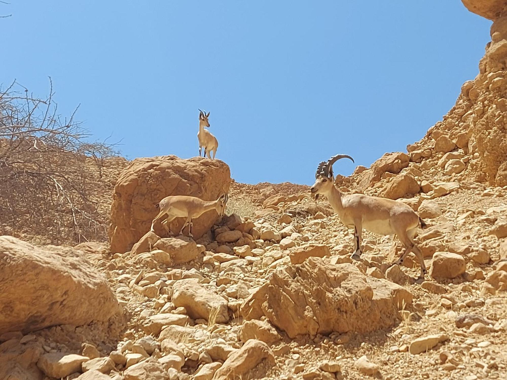 Unique&Warmy Place In The Dead Sea Avnat Екстер'єр фото